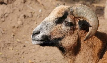 goat 3984293 1280 e1686879199483