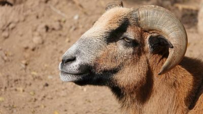 goat 3984293 1280 e1686879199483