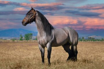 guillermo mota ax2WNRH bec unsplash e1661429376238
