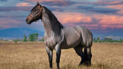 guillermo mota ax2WNRH bec unsplash e1661429376238