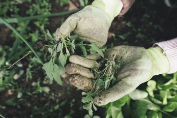 gardening gce560a99a 1280 e1676085412765
