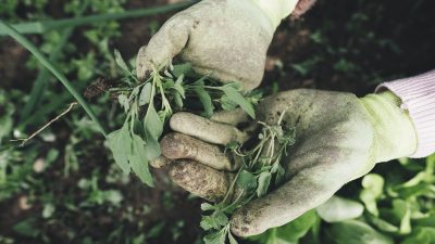 gardening gce560a99a 1280 e1676085412765