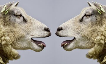 sheep g2408e0b48 1920