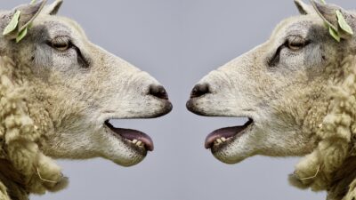 sheep g2408e0b48 1920
