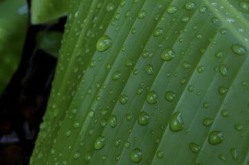 water drops on leaf banana leaf drops rain thumbnail