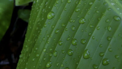 water drops on leaf banana leaf drops rain thumbnail