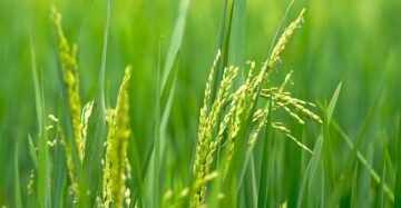 paddy field 7523024 640 e1666232672305