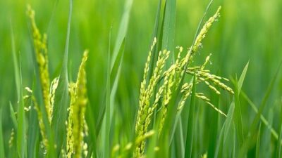 paddy field 7523024 640 e1666232672305