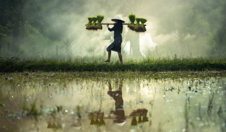 Nasib Petani di Negara Agraris, Inilah 5 Problematika sektor Pertanian di Indonesia