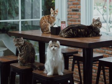 264739252 212381317737987 7485979004431378521 n e1673942921511