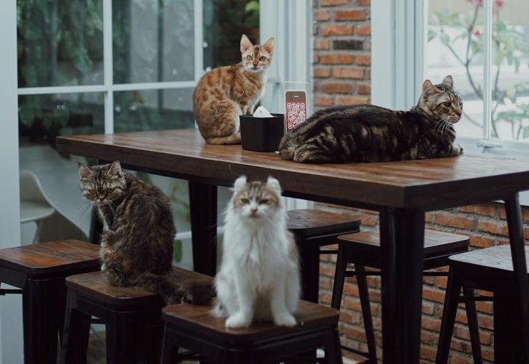 264739252 212381317737987 7485979004431378521 n e1673942921511