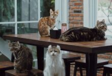 264739252 212381317737987 7485979004431378521 n e1734427837372