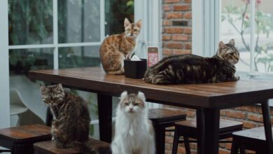 264739252 212381317737987 7485979004431378521 n e1734427837372