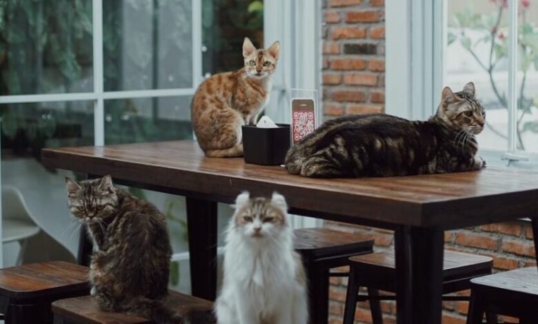 264739252 212381317737987 7485979004431378521 n e1734427837372