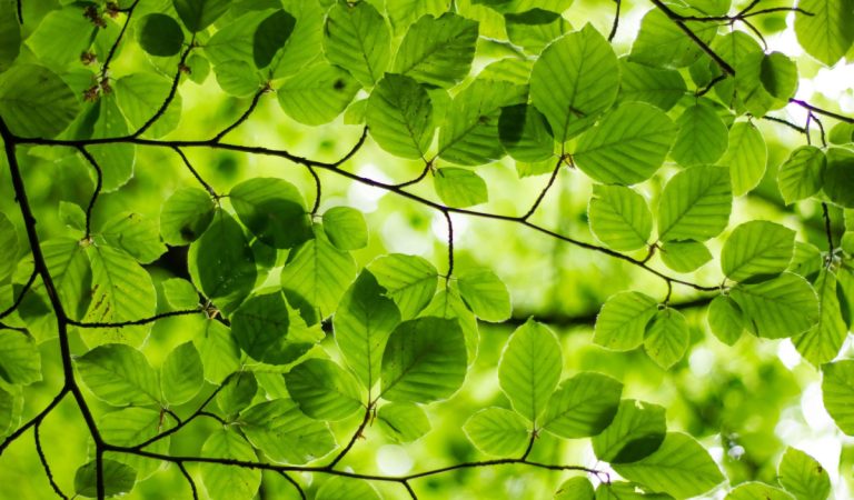 Elemen Warna Hijau Menurut Psikologi!