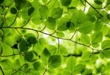 ash from modern afflatus NQ6Lh81BTRs unsplash 1 scaled e1734334712649