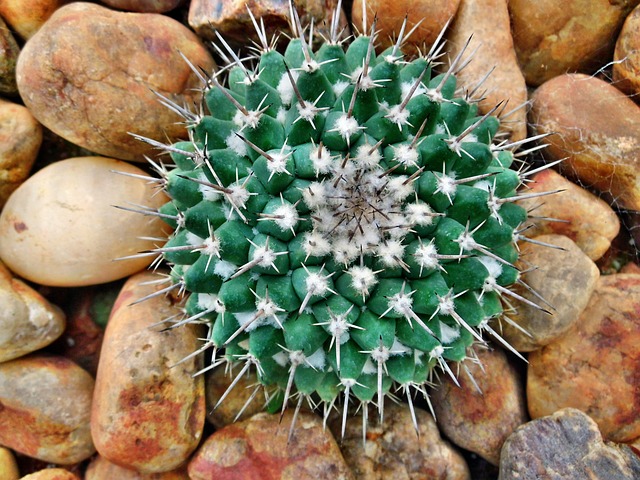 cactus-g3a6627dd1_640