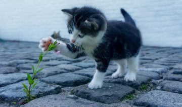 cat g418a424c4 1280 e1678778864146