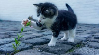 cat g418a424c4 1280 e1678778864146