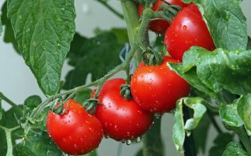 tomatoes g7ed935e7b 1280 e1681281482914