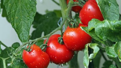 tomatoes g7ed935e7b 1280 e1681281482914