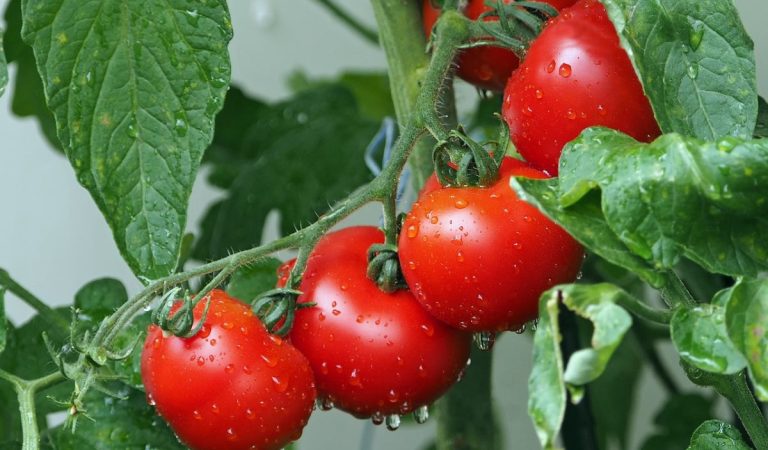Rajin Mengonsumsi Tomat, Simak 5 hal Yang Terjadi pada Tubuh!