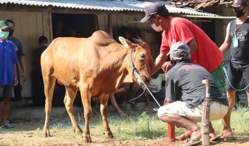 cow 7296290 1280 e1685090108947