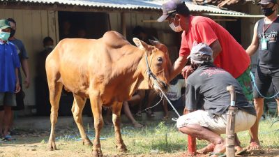 cow 7296290 1280 e1685090108947