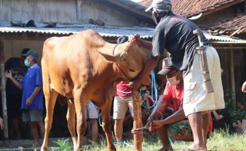 cow g057ad5b45 1280 e1685887645467