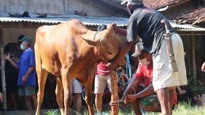 cow g057ad5b45 1280 e1685887645467