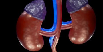 kidney 6943031 1280 e1686812049999