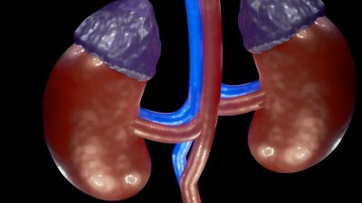 kidney 6943031 1280 e1686812049999