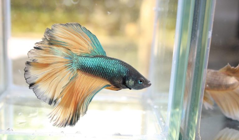 5 Tips Merawat Ikan Cupang, Agar Sehat dan Tidak Mudah Sakit