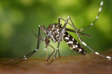 mosquito 49141 1280