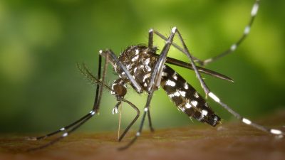 mosquito 49141 1280