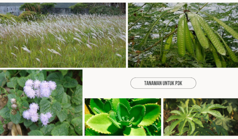 5 Tanaman Untuk Obat P3K, Mudah ditemukan