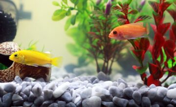 fish 961953 1280