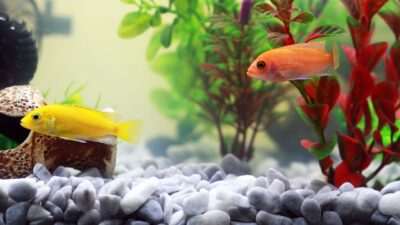 fish 961953 1280