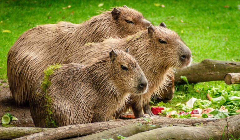 5 Fakta Unik Hewan Kapibara, Si Lucu yang Dijuluki Masbro