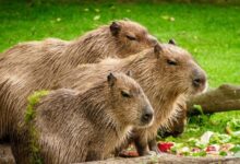 pexels pixabay 160583 e1734017193168