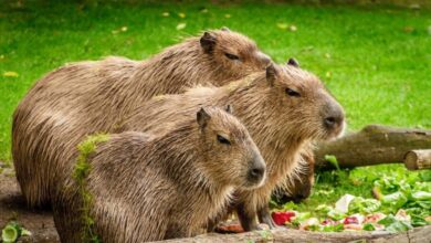 pexels pixabay 160583 e1734017193168