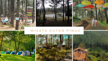 hutan pinus