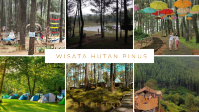 hutan pinus