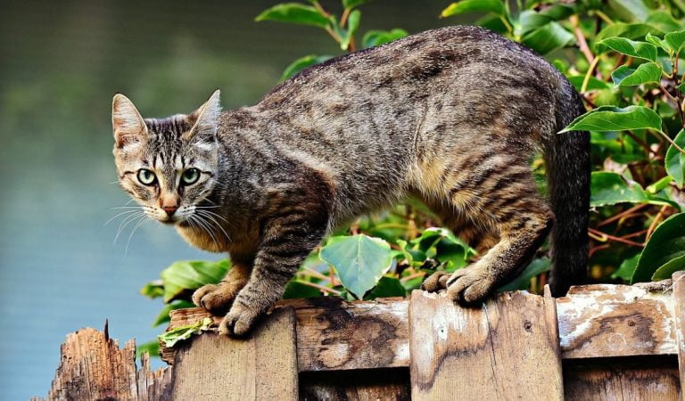 9 Cara Menjinakan Kucing Liar, Dari Garong Jadi Teman Akrab!