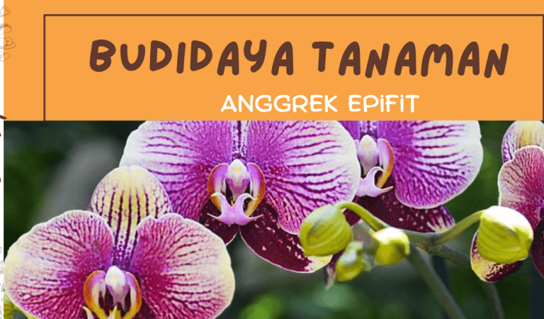 Cara Menanam Anggrek Epifit Yang Baik, Subur dan Cepat Berbunga!