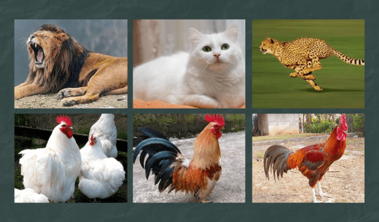 Mengenal Keanekaragaman Hayati atau Biodiversitas Pada Makhluk Hidup