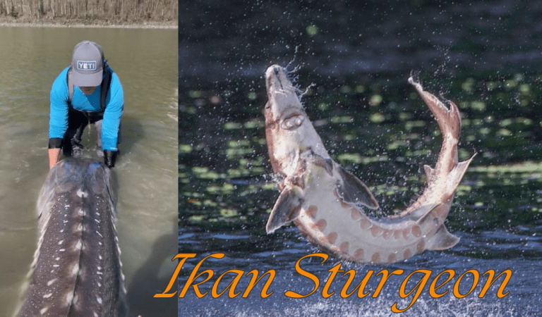 Viral Video Ikan Sturgeon Raksasa Ditemukan, Sudah Ada Sejak Zaman Jurassic!