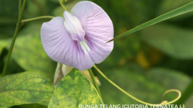 Bunga 1 e1733847091178