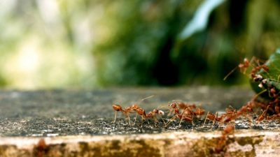 ants 2809019 1280 e1732438116181