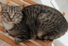 kucing mujair e1744464844596